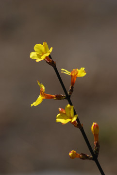 迎春花