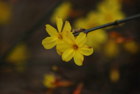 迎春花