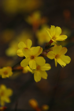 迎春花