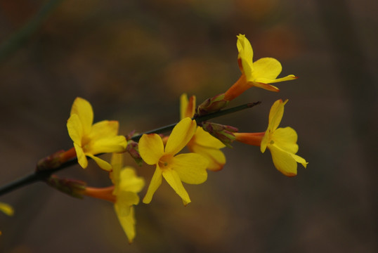 迎春花