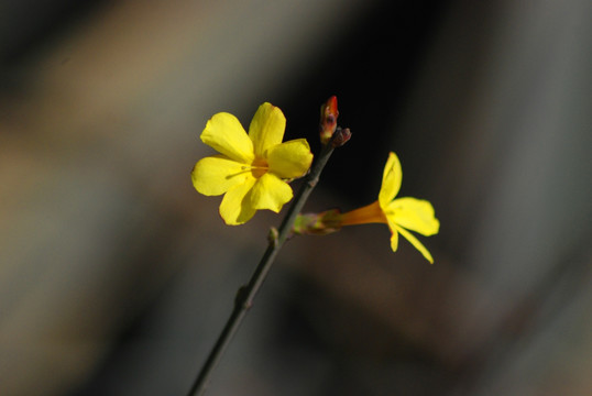 迎春花