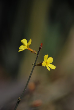 迎春花