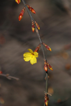 迎春花