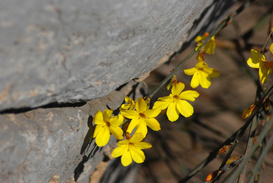 迎春花