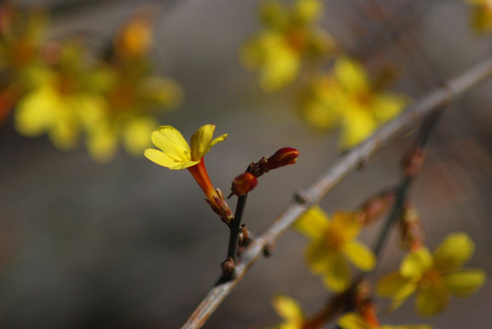 迎春花