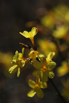 迎春花