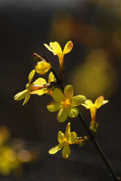 迎春花