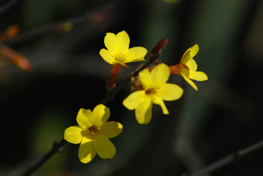 迎春花