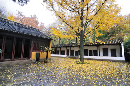 天平山枫叶