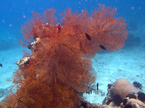 红色珊瑚树