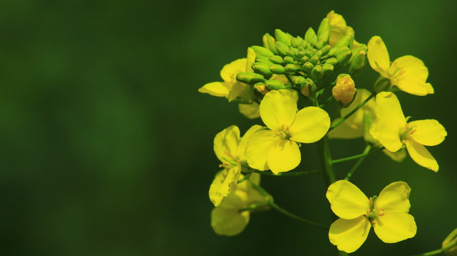 油菜花