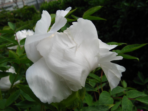 白牡丹 芍药 花卉 花朵 白花