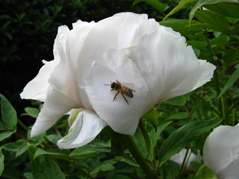 白牡丹 芍药 花卉 花朵 白花 蜜蜂