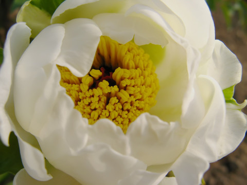 白牡丹 芍药 花卉 花朵 白花 花蕊