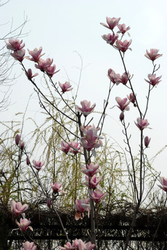 玉兰花开