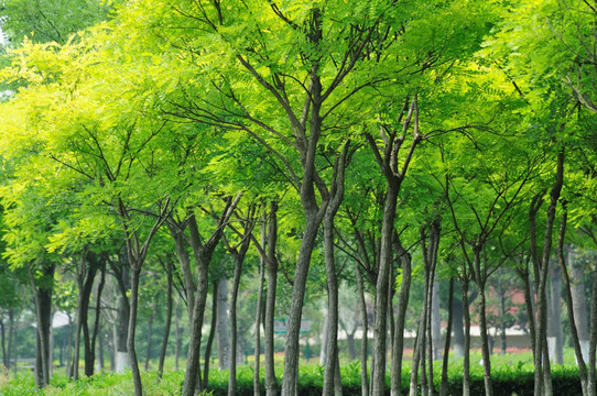 绿色的树林