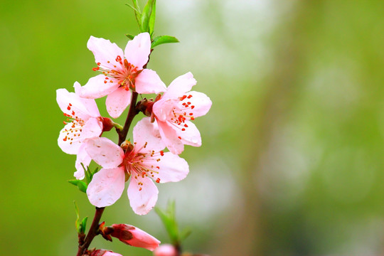 桃花