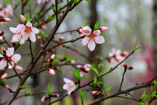 桃花