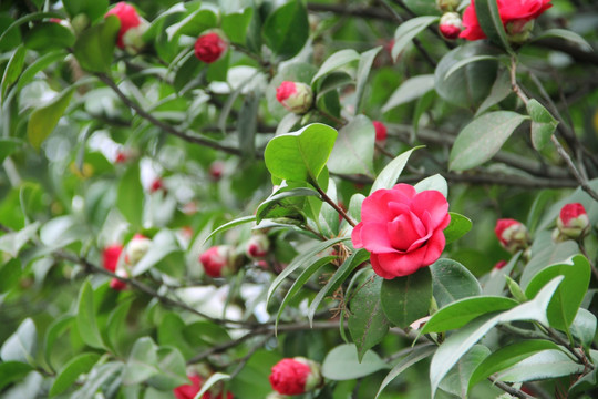 茶花