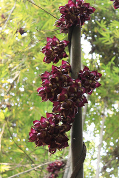 紫色禾雀花