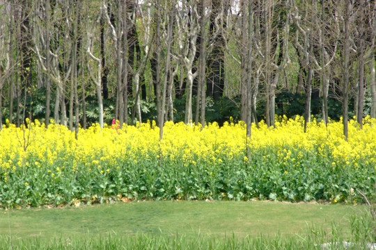 油菜花