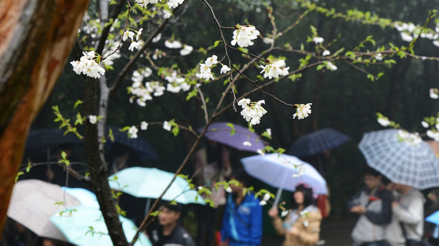 武大樱花