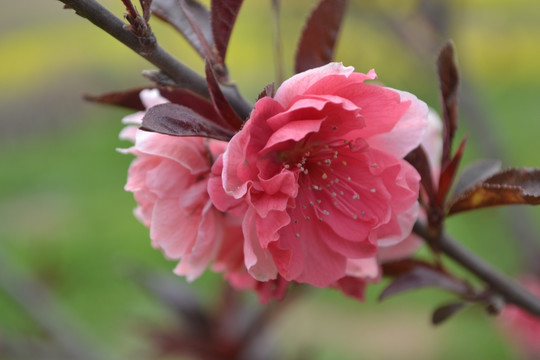 桃花 碧桃花