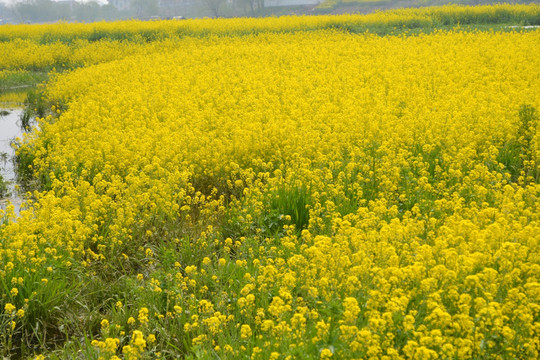 油菜花