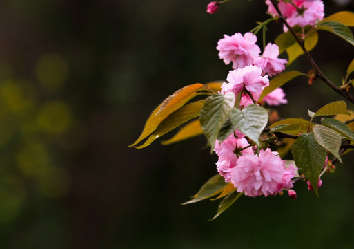 樱花