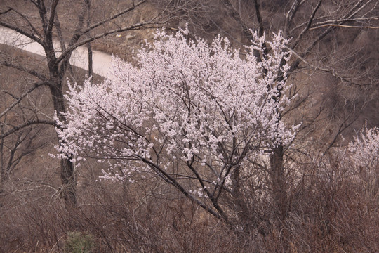桃花