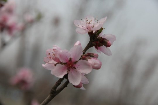 梅花