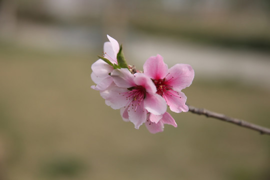 梅花
