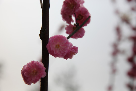 梅花