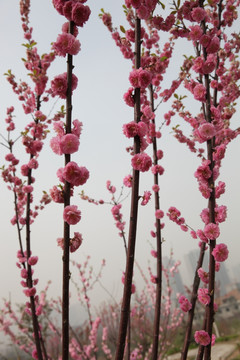 梅花