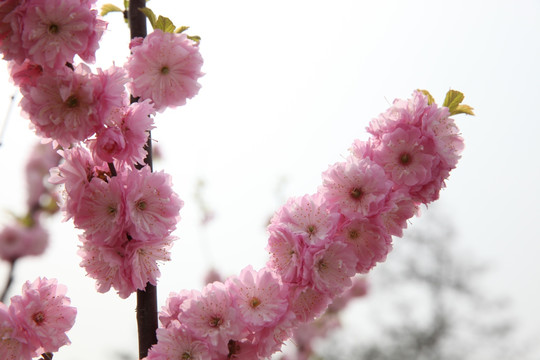 梅花