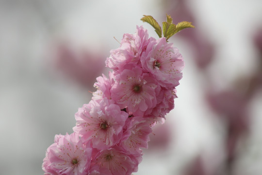 梅花