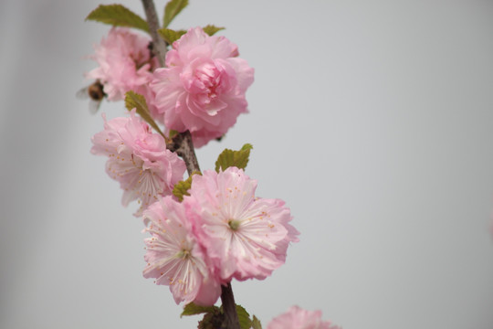 梅花