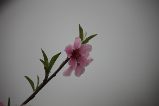 梅花