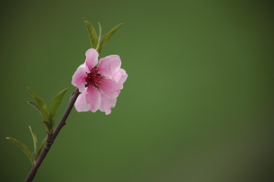 梅花