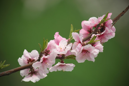 梅花