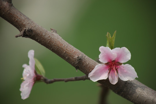 梅花
