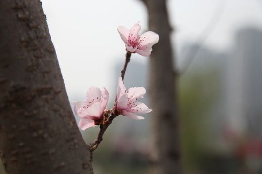 梅花