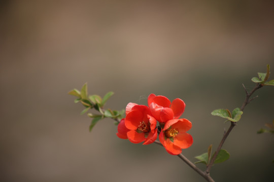 海棠花