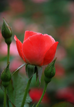 雨后的月季花