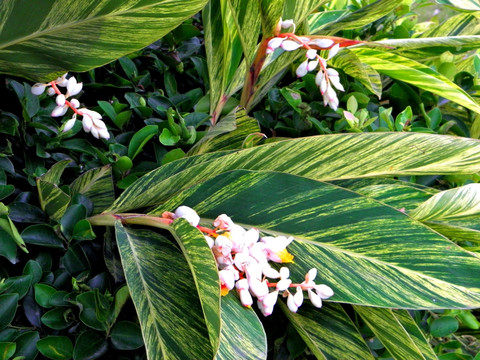 植物花蕾