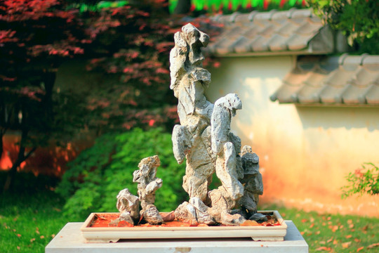 盆景春秋