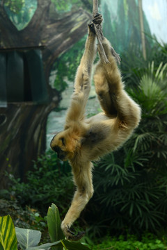 成都动物园长臂猿猴子
