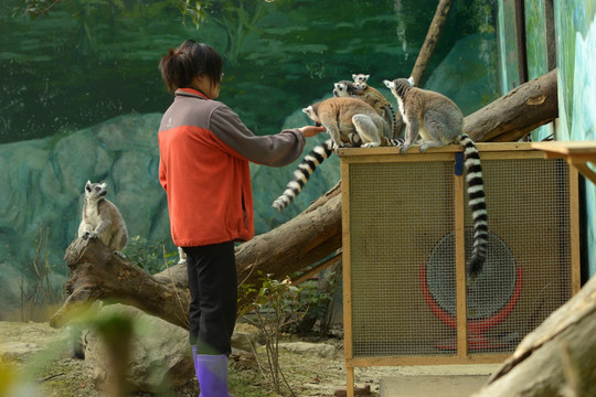 成都动物园环尾狐猴子