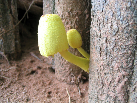 蘑菇 小树菇