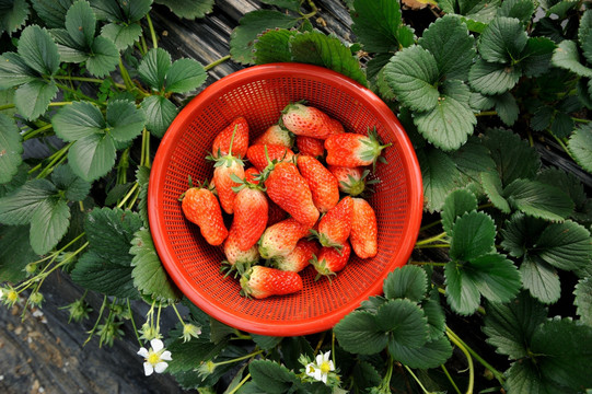 田间草莓